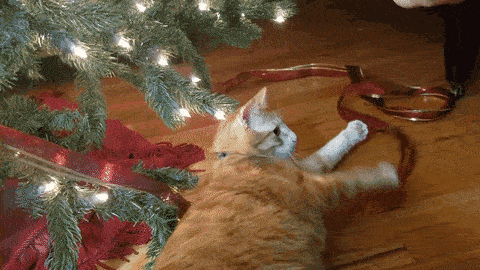holiday cat gif