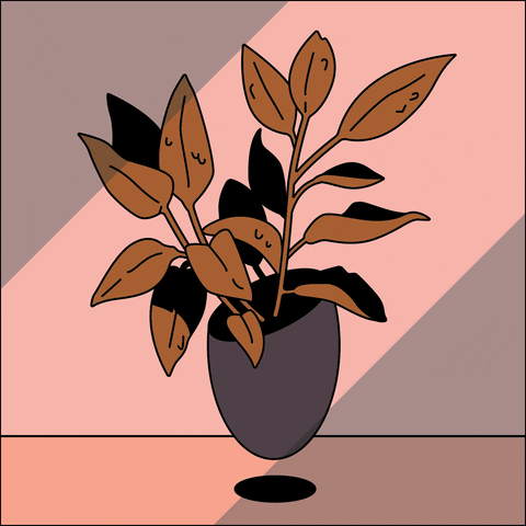 Plant GIFs Get The Best GIF On GIPHY