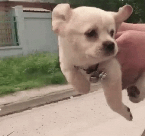 Puppy gif unrelated to the post 