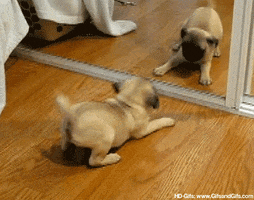gamergirl  GIF