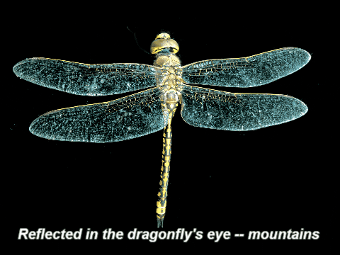 Dragonfly Gifs Get The Best Gif On Giphy