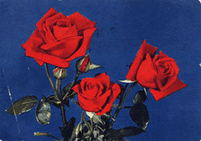 red roses love GIF by Jess Mac