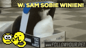 followyourpet funny cute lol psy GIF