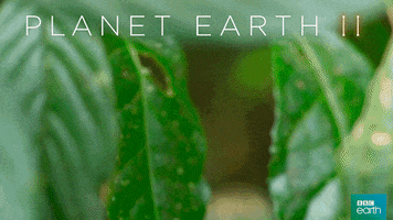 sitting planet earth 2 GIF by BBC Earth