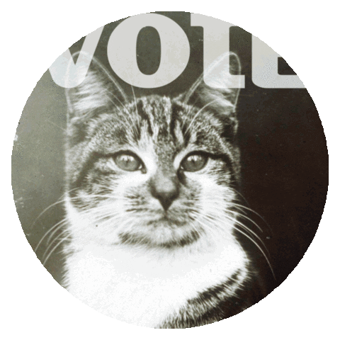 Cat Usa Sticker by appikiko