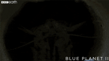 blue planet love GIF by BBC Earth