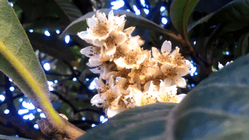 Shemodgoma GIF