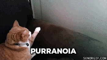 paranoid cat gif