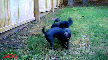 davidjackson0102 small dog mating GIF