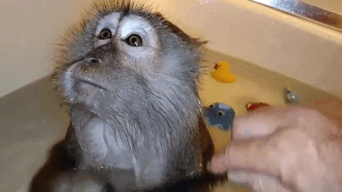 giphy.gif?cid=8fc3c897dd930a2914814d681a3d1b1313750e5b5bb6e987&rid=giphy.gif