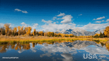 America Wild GIF by  Visit The USA DE