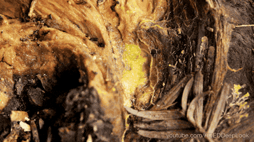 slime molds video GIF by KQEDScience