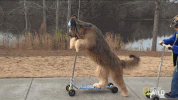 Dogs Scooter GIF by Nat Geo Wild