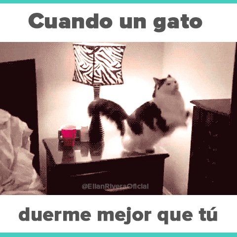 juanpedro-d7b5 cat meme sleep GIF