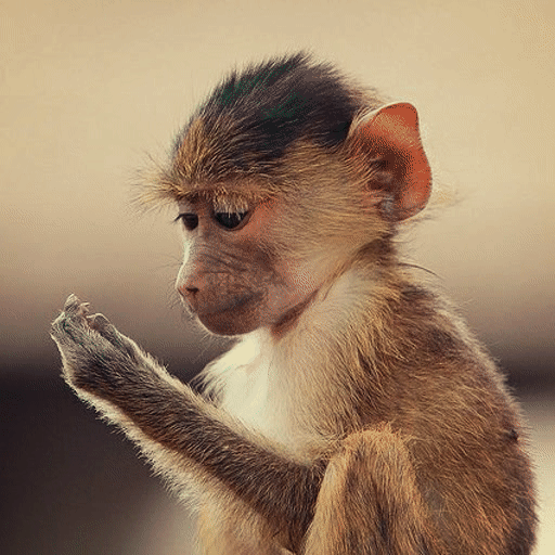 GJEPgifs baboon vandalism tree plantations GIF