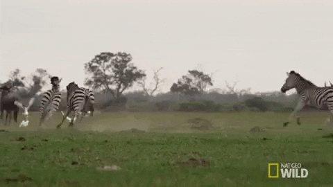 Nat Geo Wild GIF by Savage Kingdom - Find & Share on GIPHY