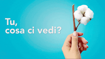 originalcotton  GIF