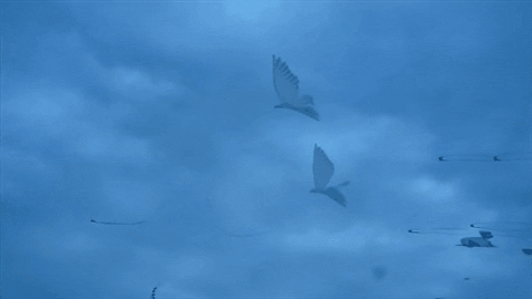 cool kites