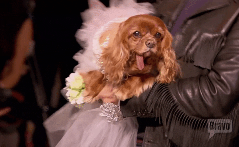 Amanda dog season 8 wedding bravo GIF