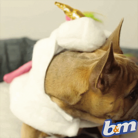 dog leaving GIF by B&M Stores