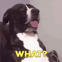 Confused What Is It GIF by Nebraska Humane Society
