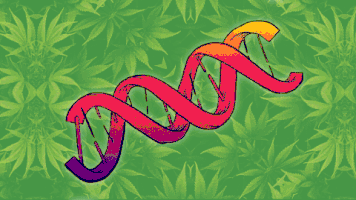 dubbin marijuana pot dna genetics GIF