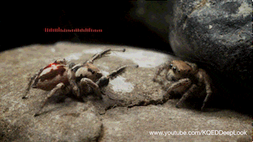 jumping spiders GIF by PBS Digital Studios