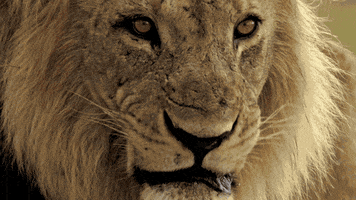 nat geo wild lion GIF by Savage Kingdom