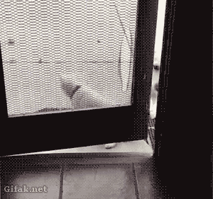 Animated Gif Find Share On Giphy Funny Gif Animated Stereotype GIFs