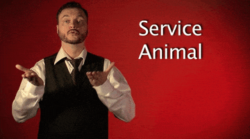 sign language service animal GIF by Sign with Robert