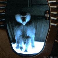 jeff goldblum GIF by foxhorror