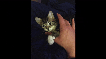 companion kitten yeah! GIF