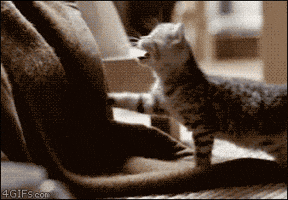 rifat  GIF