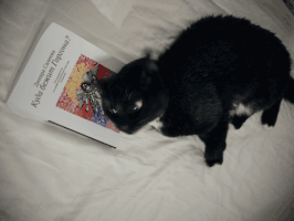 lar cat no refusing GIF