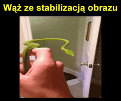 mati wow nature awesome snake GIF