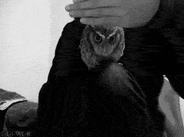 mustafadeniz dasda GIF