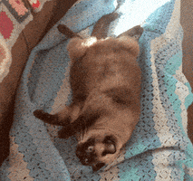 fat cat sleeping GIF by Sarah Zucker