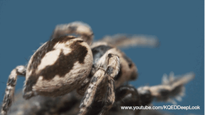 Jumping Spiders Gif By Pbs Digital Studios Find Share On Giphy Jumping Spiders Gif By Pbs Digital Studios Find Share On Giphy