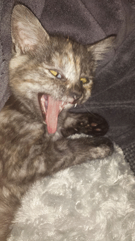 ernst killercat GIF