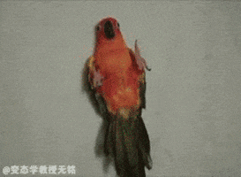 bird parrot GIF by emibob