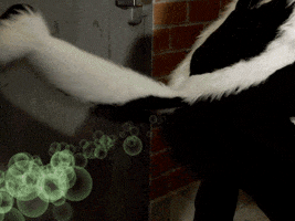 Baby Skunk GIFs - Find & Share on GIPHY