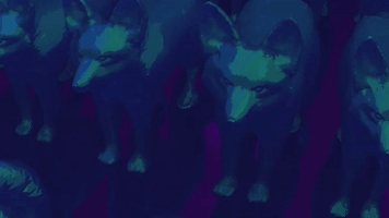 Fennec Fox 3D GIF