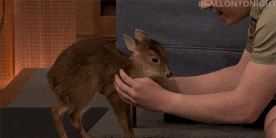 tonight show deer GIF by The Tonight Show Starring Jimmy Fallon
