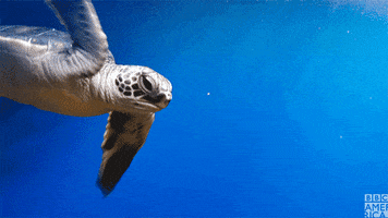 Blue Planet Turtle GIF by BBC America