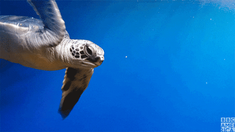 Image result for sea turtles gif
