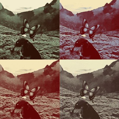 b007mills sagepimpsabutterfly GIF