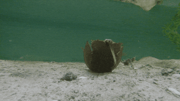 nowjersey swfl horseshoecrab conservancyofsouthwestflorida GIF