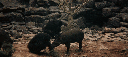 gifodyssey gifodyssey GIF