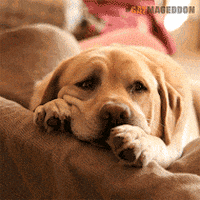 Featured image of post Sad Puppy Face Gif