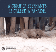 celestemora words elephants fun with words GIF